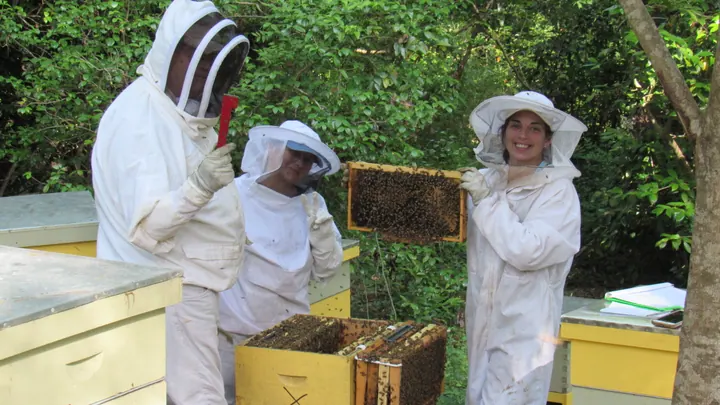 Beekeepers lifting a hive frame