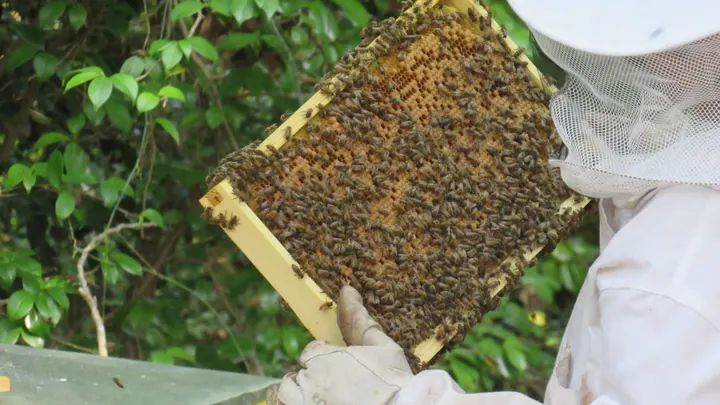 Beekeeper inspecting a honeybee frame