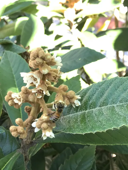 Honeybee on a small flower cluster