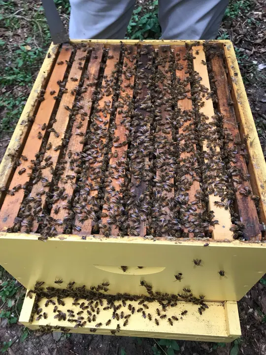 Hive box covered with honeybees