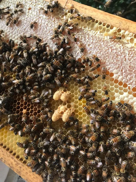 Closeup of brood comb with honeybees