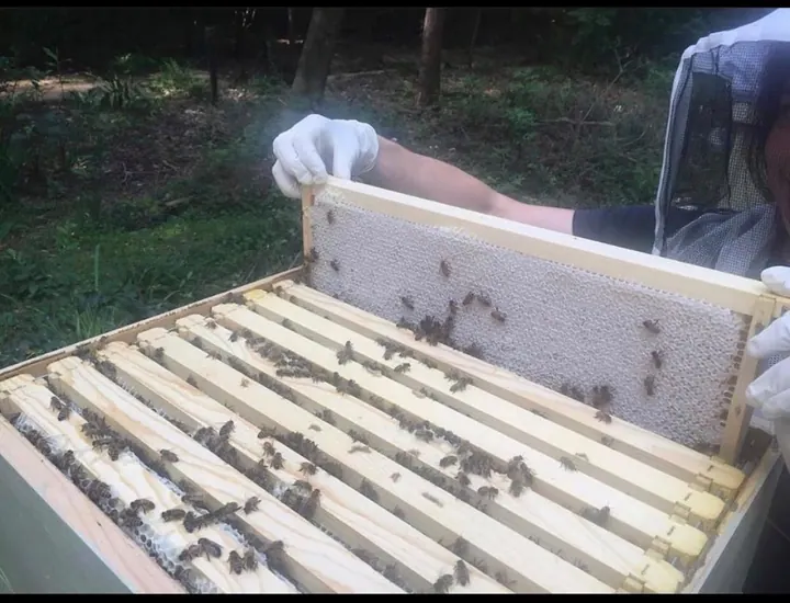Open hive box showing wooden frames