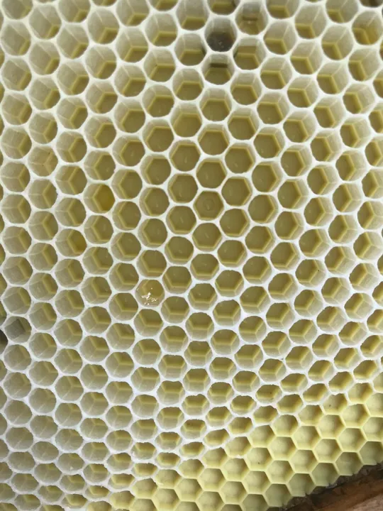 Fresh pale wax honeycomb pattern