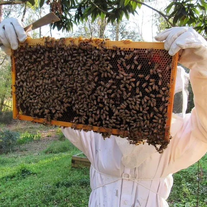 Beekeeper holding a frame covered in bees