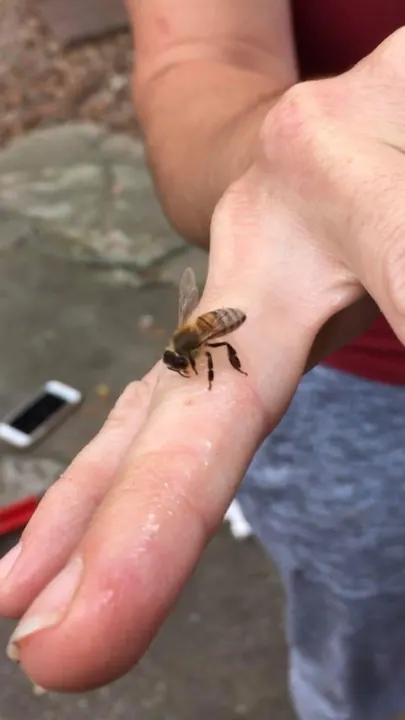 Honeybee resting on a person's hand