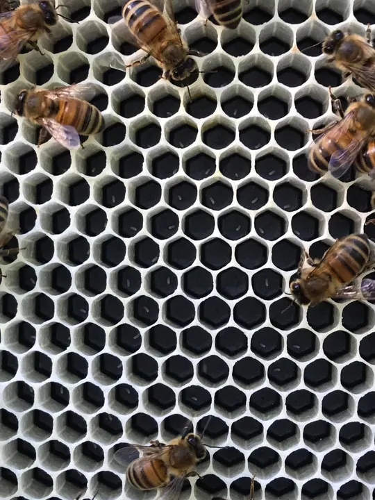 Dark honeycomb cells with bees at the edge